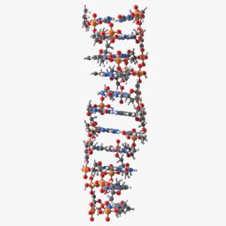 3D Z Form Deoxyribonucleic Acid Structure model
