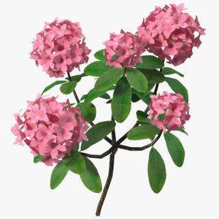 3D model Pink Rhododendron Flowers