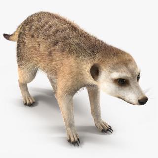 Meerkat Neutral Pose Fur 3D model