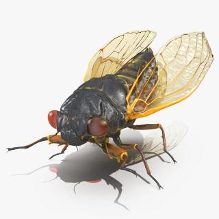 3D model Pharaoh Cicada Fur Rigged