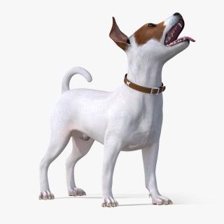 Jack Russell Terrier White Waiting Pose 3D model
