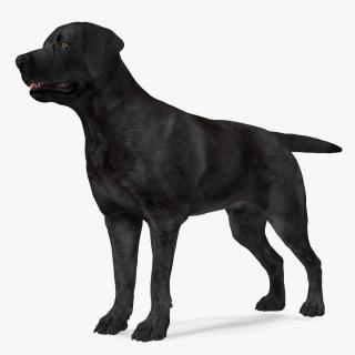 3D model Labrador Dog Black Rigged