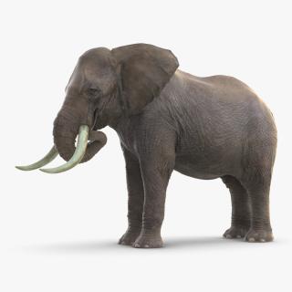 3D model Animated Elephant Eating Fur Rigged