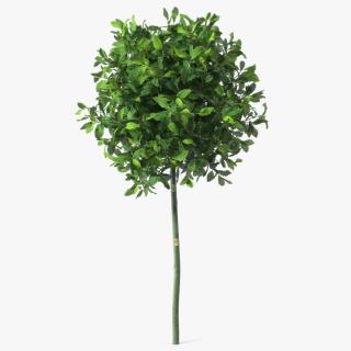 Holly Plant Green 3D