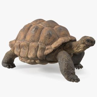 3D model Walk Pose Dirty Giant Tortoise