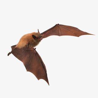 Bat with Fur Rigged 3D model