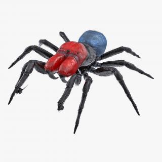 3D model Missulena Occatoria Spider with Fur
