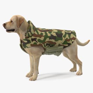 Labrador Wearing Camouflage Coat 3D