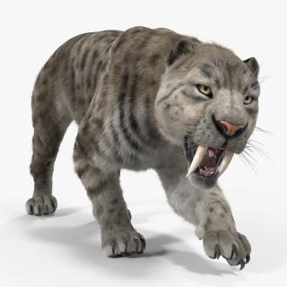 3D Arctic Saber Tooth Cat Rigged with Fur model