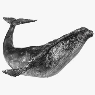 3D Sea Animal Old Blue Whale Swimming Pose Fur model