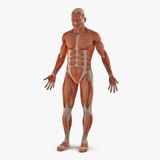 3D Male Anatomy Muscular System model