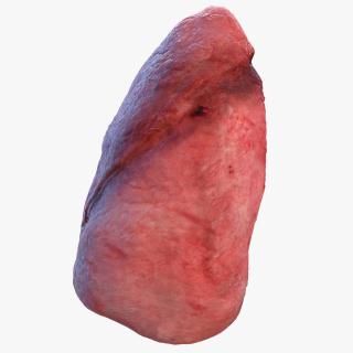 3D model Human Lung Left