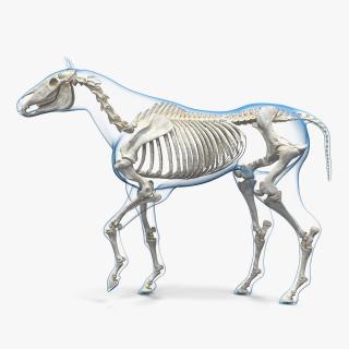 3D model Horse Envelope with Skeleton Rigged