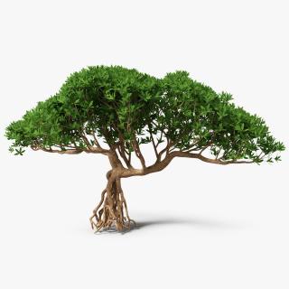 3D Miniature Bonsai Tree