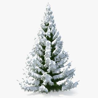 3D Winter Snow Spruce Tree model