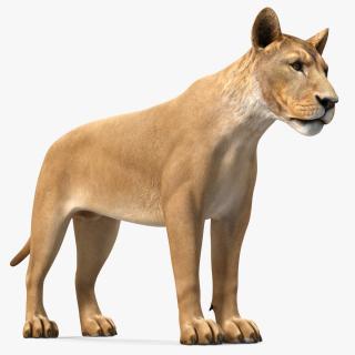 3D model Young Lion
