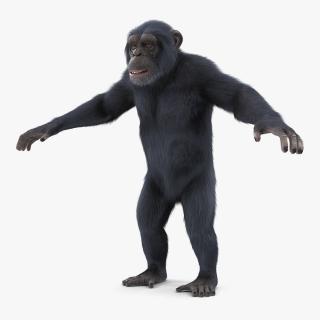 3D Chimpanzee T-Pose Dark Fur