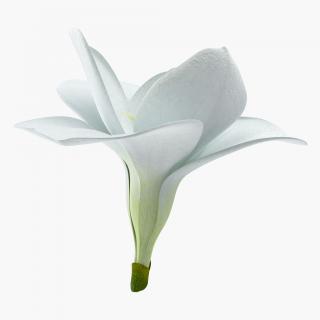 Freesia Flower 3D model