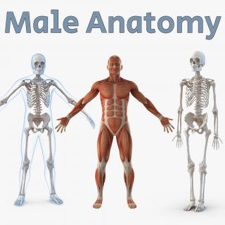 3D Male Anatomy Collection model