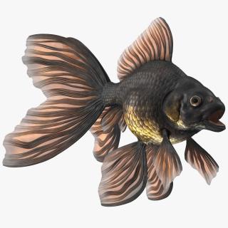 3D Black Moor Goldfish Rigged