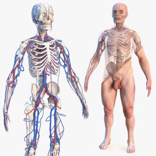Male Skeleton Cardiovascular System and Skin 3D model