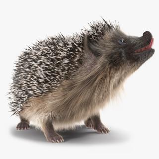 3D model Black Hedgehog Fur Rigged