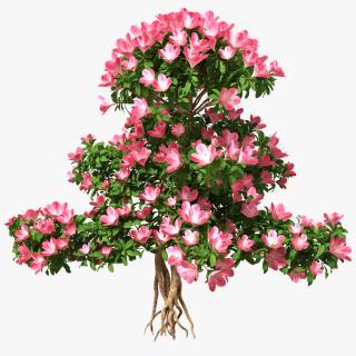 Bonsai Tree with Flowers 3D model