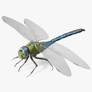 3D Dragonfly Fur model