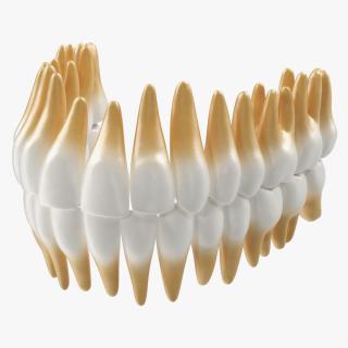 Teeths Medical 3D model