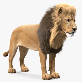 3D Male Lion Fur model