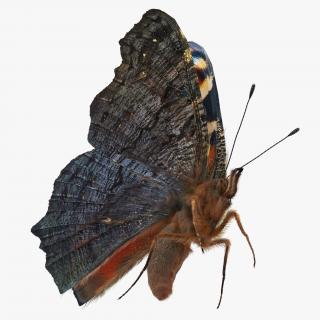 3D Peacock Butterfly or Aglais io Flying Pose with Fur