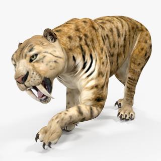 Saber Tooth Tiger Rigged 3D model