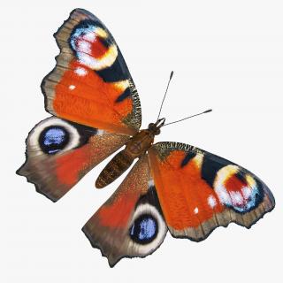 Aglais io or European Peacock Butterfly 3D model