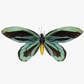 3D Ornithoptera Alexandrae Butterfly model