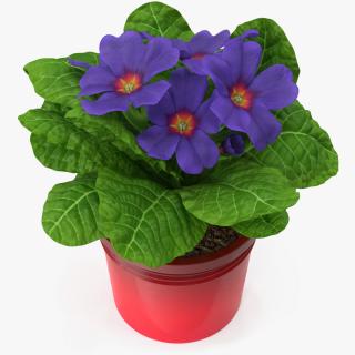 3D model Primula Vulgaris in Pot Purple