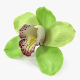 3D Cymbidium Hybrid Orchid Green Fur model