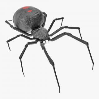 3D model Black Widow Spider Rigged