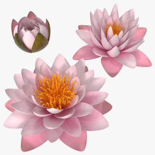 3D Nymphaea Colorado Pink Lily Set