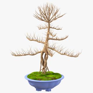 Bare Bonsai Tree in Pot Fur 3D