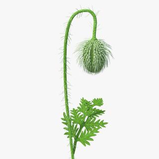 Young Poppy Flower Bud 3D