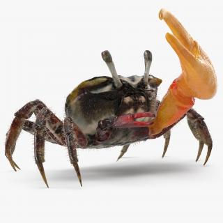 3D Fiddler Crab with Fur Rigged model