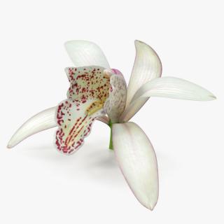 3D Orchid Flower White Fur model