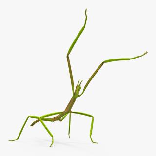 3D Phasmatodea Stick Insect Attack