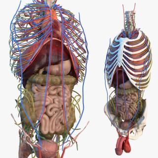 3D Male Torso and Internal Organs Anatomy model
