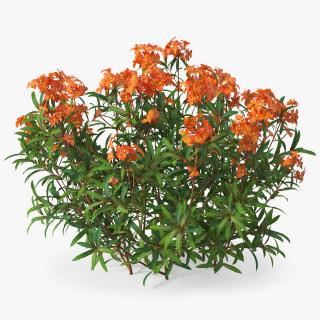 3D model Euphorbia Griffithii