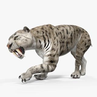 Arctic Saber Tooth Cat Rigged 3D model