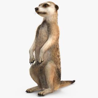 Meerkat Sitting Pose Fur 3D model