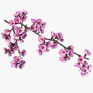 3D Sakura Tree Branch with Pink Flowers