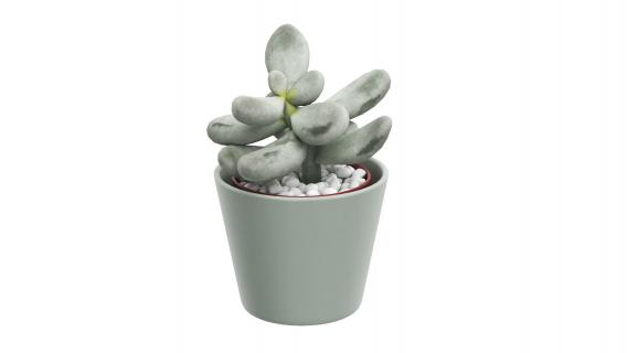 Succulent Plant Pachyphytum 3D