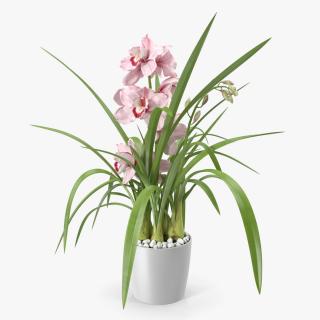 3D model Orchid Pot Pink